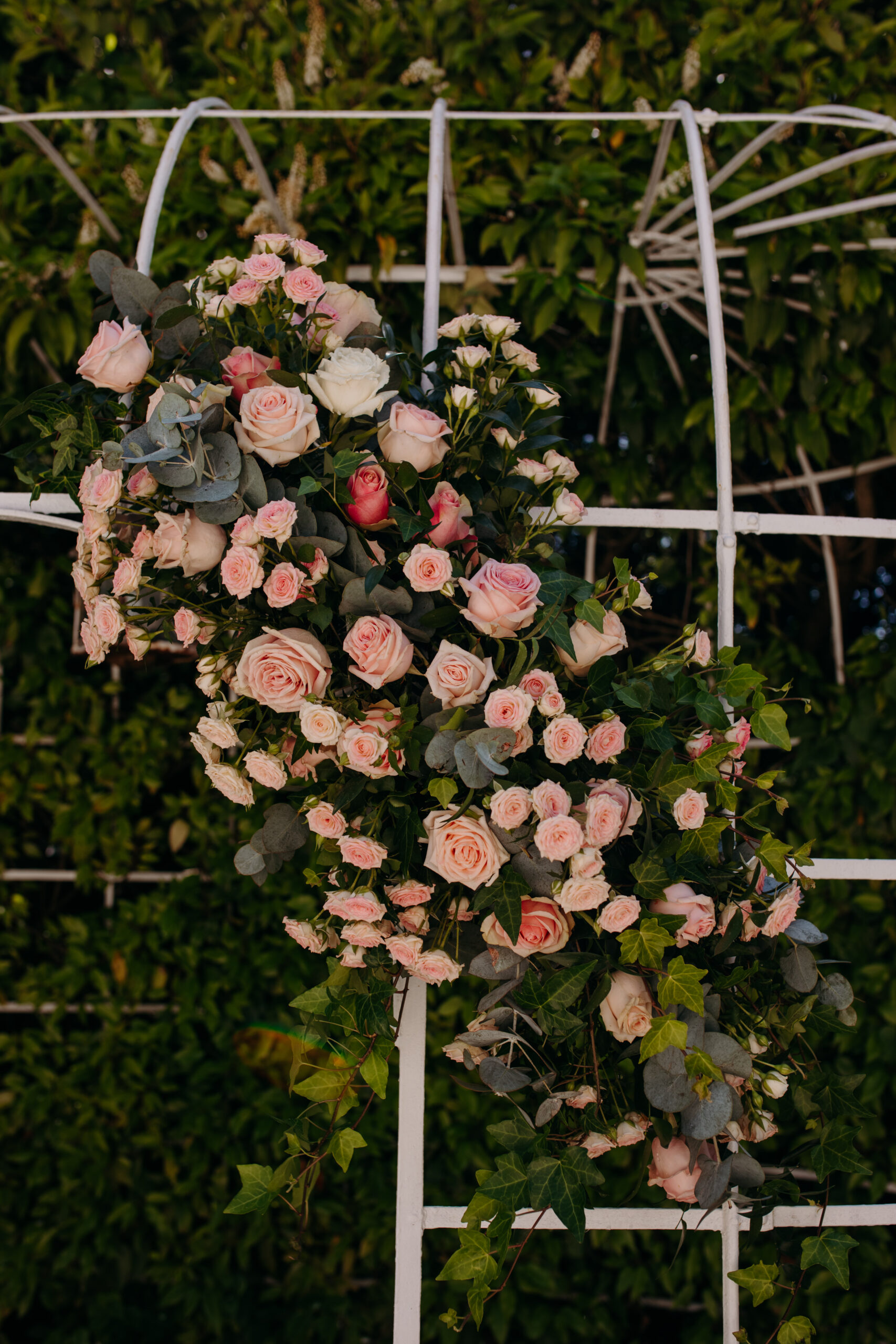 Up close view of pink roses on a white pavilion arch. 