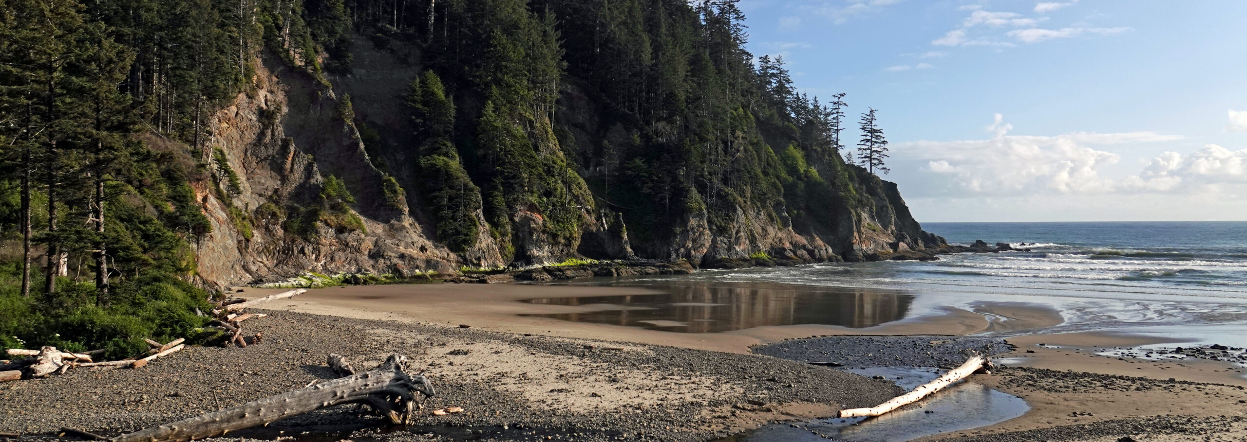 Rocky beach by a calm ocean, bordered by steep, forested cliffs under a clear blue sky. Driftwood lies scattered on the shore, creating a serene scene.